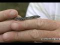 videos de Snakes of PA: Black racer - timesleader.com