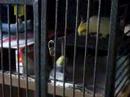 Cockatiel Argument