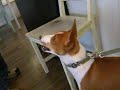 basenji chats?
