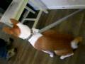 Basenji