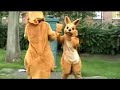 Jumping kangaroos Jumping kangaroos