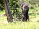Is it a buffalo?