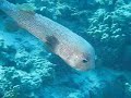 Pesce scatola