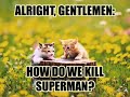 cute funny and just hilarious kittens