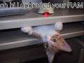 Cute, Funny, and Just Hilarious Kittens Cute, Funny, and Just Hilarious Kittens
