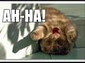 cute funny and just hilarious kittens