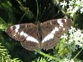 ta?cz?cy motyl (dancing butterfly)