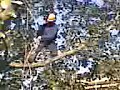 tree surgeon