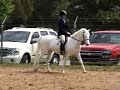 Welbreds half welsh large ponies for sale