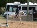 Welbreds half welsh large ponies for sale