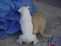 cachorro pitbull ataca cachorro pitbull ataca