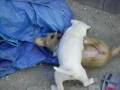 videos de cachorro pitbull ataca