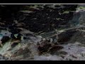 the video of lemongrass 