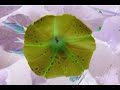 the video of lemongrass 
