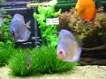 Aquario de plantas, discos neons e otociclos. 