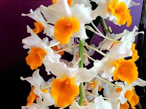 how to grow epidendrum orchids