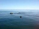 Vemos unas ballenas en el Golfo Nuevo...