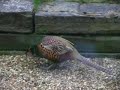 Ring-necked Pheasant