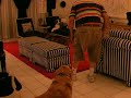 poppa and dogs play one poppa and dogs play one