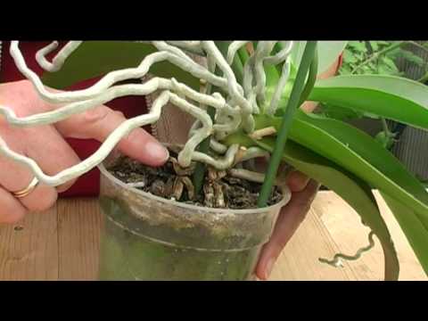 how to grow an orchid