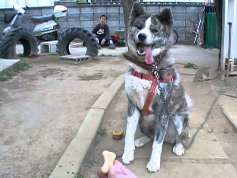 japenese akita