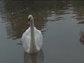 Duck Weather Saint Nicholas Park Warwick