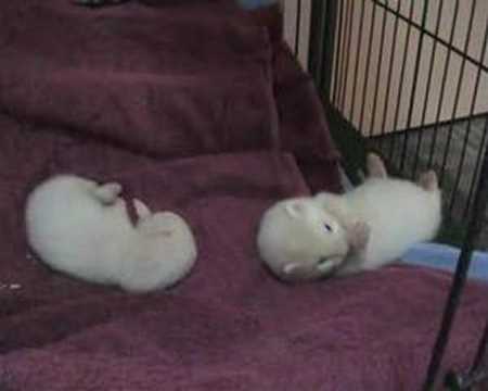 Ferret Babies
