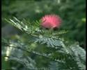 OSHO TEERTH, Ecological Park Project