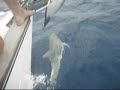 Delphine vor Segelyacht