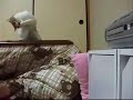 猫の動画集