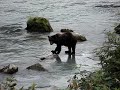 Chilkoot River Bear catching Salmon Chilkoot River Bear catching Salmon