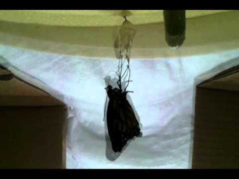 how to collect butterflies