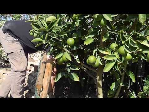 how to grow etrog seeds
