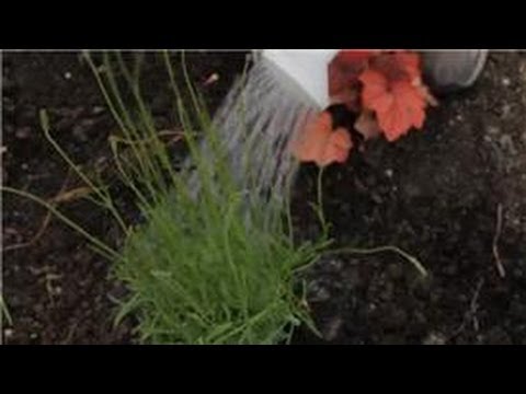 how to replant lavender plants