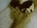10/6/08~Cubbie Breathes Love~6.08min.