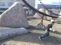parkour/freerunning clips parkour/freerunning clips