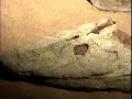 University of Chicago fossil preparator, Tyler Keillor, discusses the iterative process of creating the model for Tiktaalik, the fossil discovery by paleontologist Neil Shubin that fills in the evolutionary gap between fish and land animals.