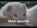 Vocabulaire FLE sur le thème des animaux