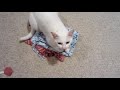 Cats... Are not dogs. T-SHIRTS: talkinganimalmerch.com (all profits go to SPCA) facebook tinyurl.com twitter: twitter.com Thanks to snowbirdy6 for supplying footage of Jupiter and Kona: www.youtube.com Thanks to bexxiiiibex for supplying footage of Rory (Rory's new channel: youtube.com