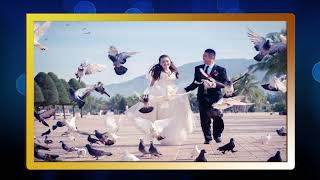 Sẽ thí điểm thả chim bồ câu tại Quảng Trường 25/2