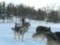Husky-Express: Dogsledding in Klimpfjäll/Sweden