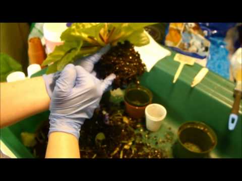 how to replant african violets