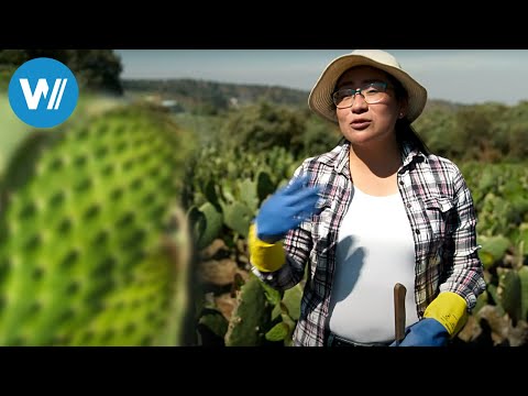 Nopal, der Alleskönner aus Mexiko (ARTE 360° Reportag ...