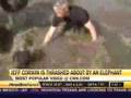 apresentador atacado por elefante