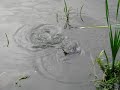 Wildlife and Nature in Toronto: Big fish part 2....