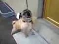 PUG KNOWS THE WORD DINNER