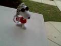 Snoopy Chronicles
