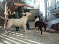 bull terrier Chessy & Arkane entrainement