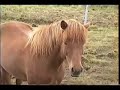 P.A.RODY SHOW Episode 8 Iceland