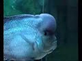 Metallic Kamfa